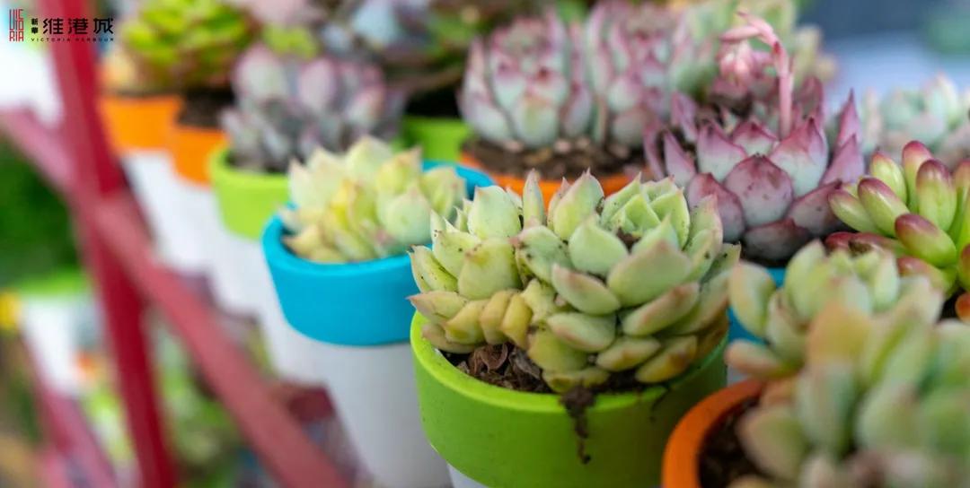 免费领！新华·维港城“绿色甜城”计划，业主免费领绿植