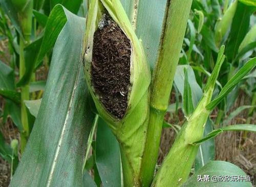 玉米心叶卷曲了，还能捋直吗？