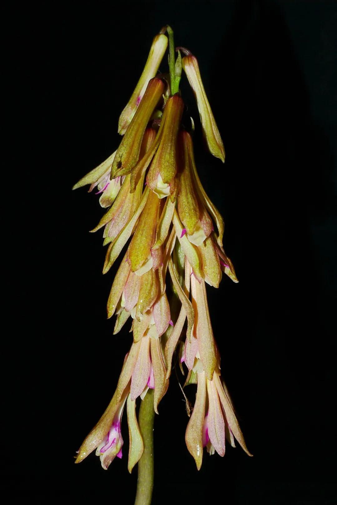 林草科普图片,林草科普