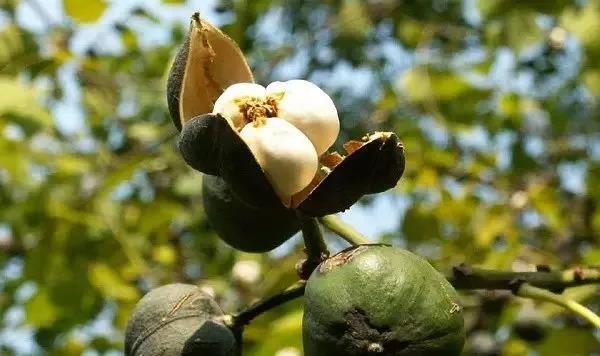 大漆加桐油怎么做面漆干的快又亮,桐油和水性清漆