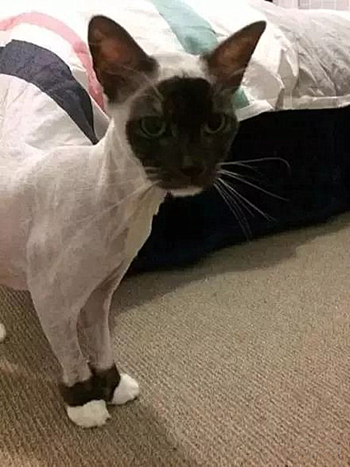 奶牛猫长白色杂毛,奶牛猫身上有黄毛