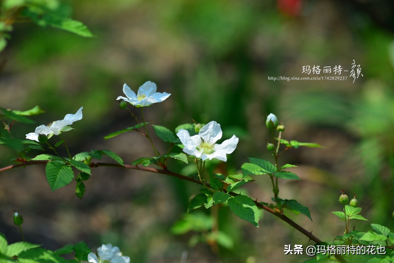 花园里种树莓吗,树莓在庭院里如何种植