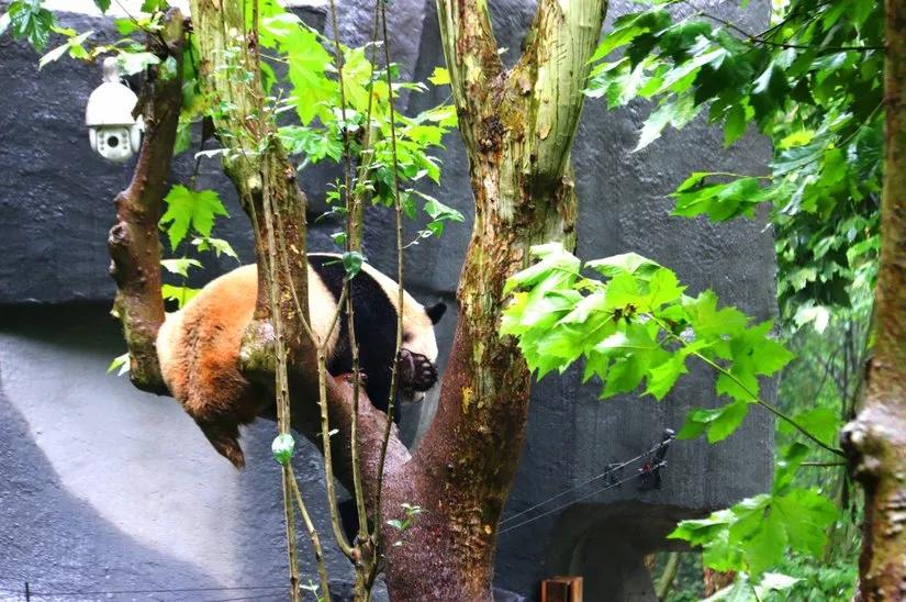 贡嘎山的徒步,贡嘎雪山大环线徒步游记