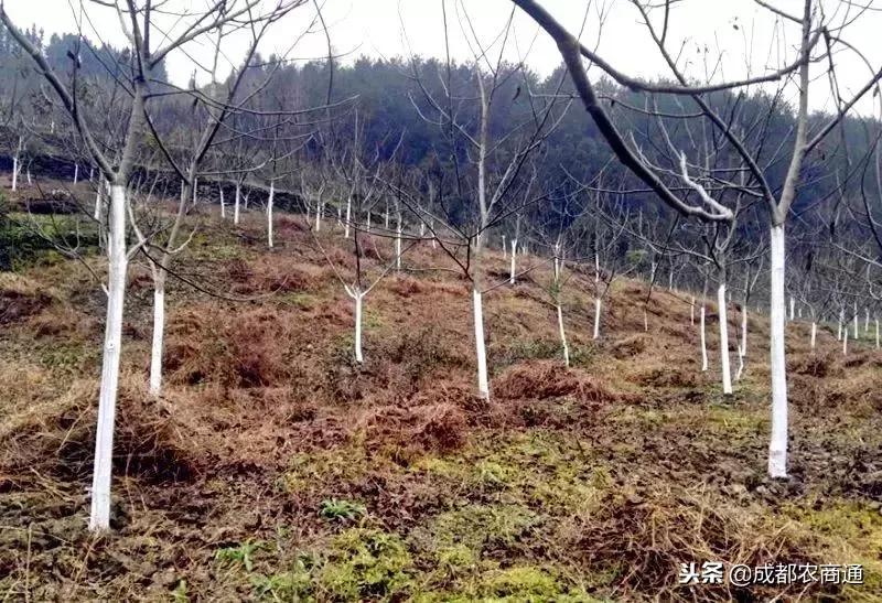 核桃树在冬季怎样管理,核桃树修剪最佳时间是冬季