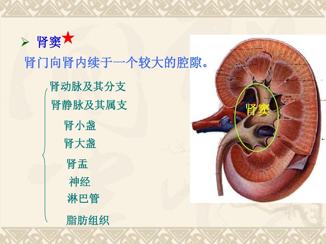 医生常用的解剖学、内外科口诀