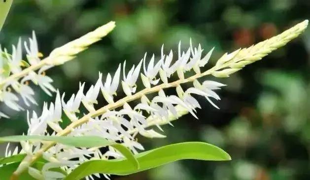 史上最全的兰花鉴赏,兰花品种之精品欣赏