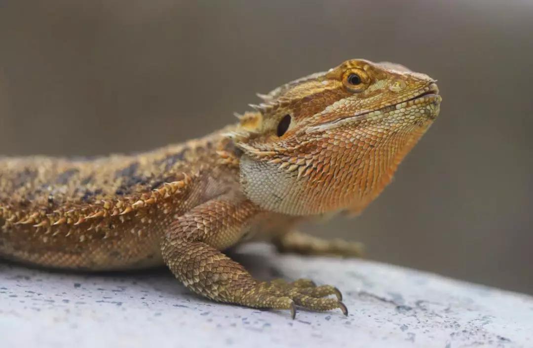 这座城市古老而又年轻,马来西亚的隐世小城