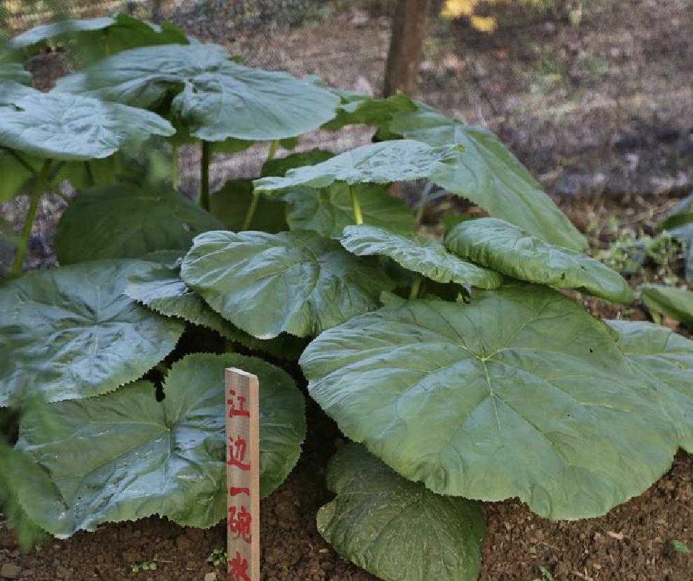 江边一碗水是什么,江边一碗水图片