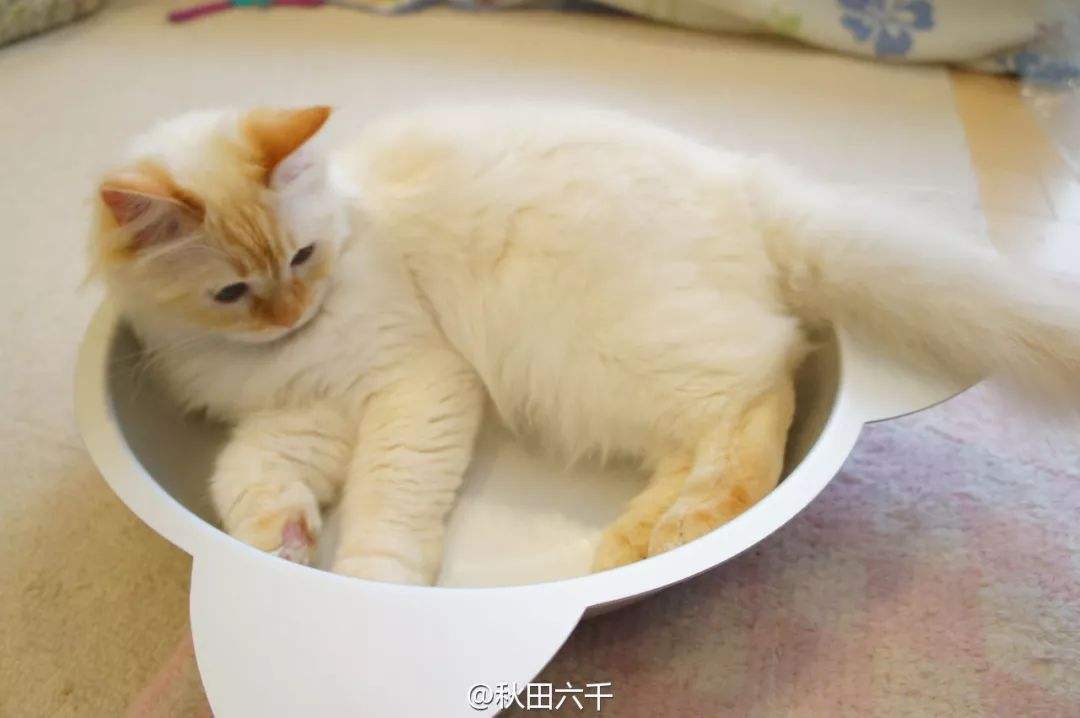 猫咪中暑怎么办开空调剃毛都不行,猫咪中暑需要吹空调吗