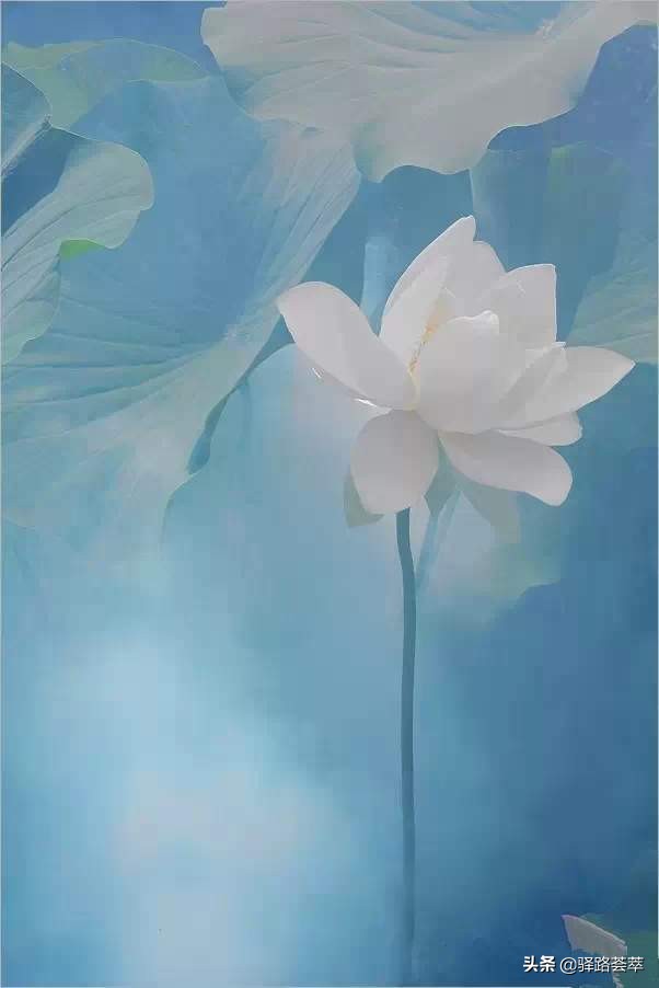 柯汝读邮：荷花T54映日荷花别样红