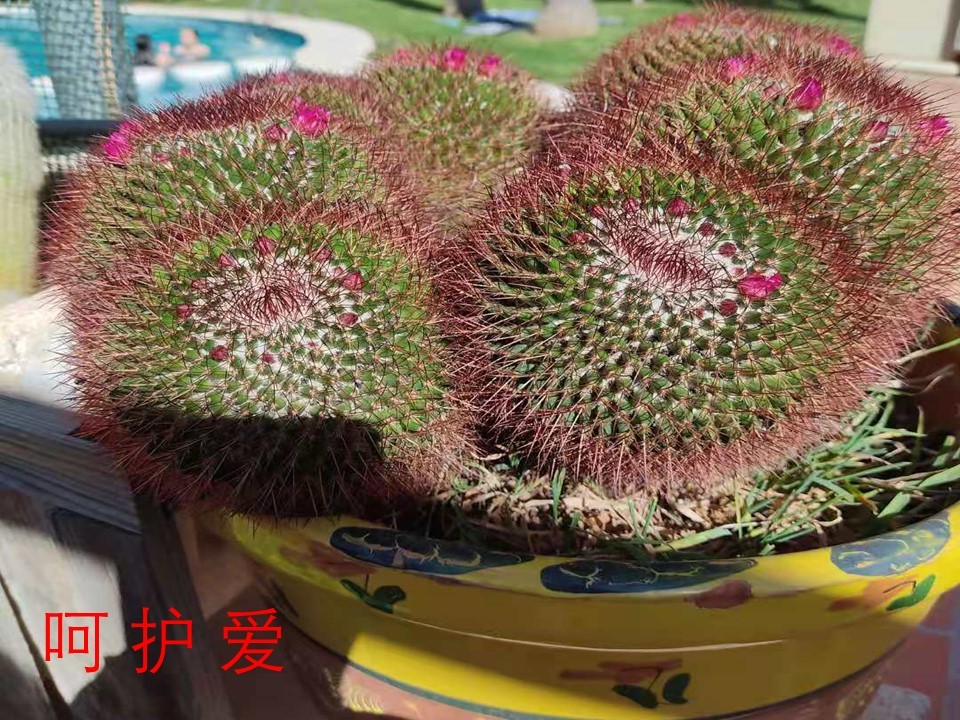 西班牙混血娃见证小伙伴疫情中美丽而坎坷的爱情