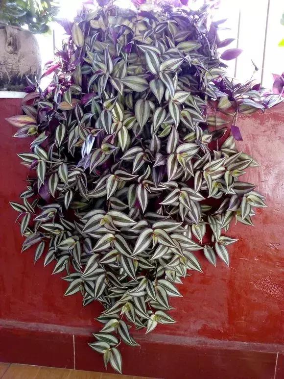 适合室内养的不见阳光的垂吊花,适合阳台种的垂吊花一年四季开花