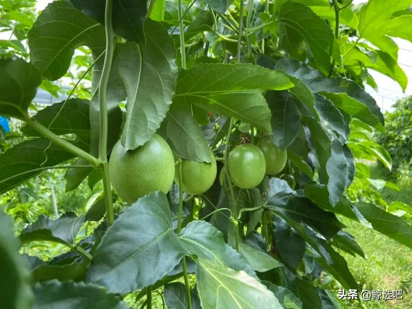 持续增值赋能，鲸选吧溯源助农打造“富贵果”