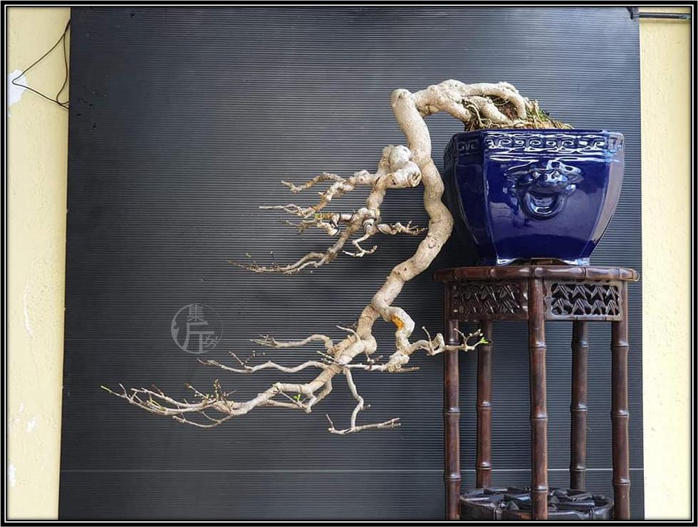 腊梅鸭脚木盆景图 (适合北方室内养的杂木类盆景)