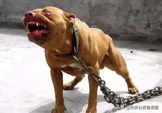 河北保定女童被2恶犬咬死，教你遇到恶犬咬人如何自救和救人