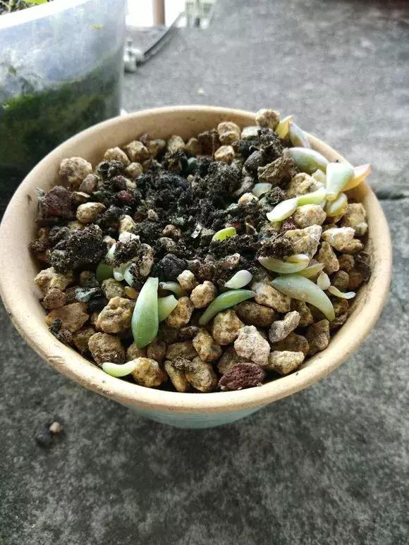 多肉根腐黑没有多菌灵怎么救,养多肉很容易死