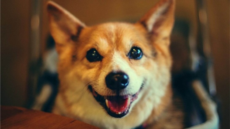 不能给狗吃的六种水果,不适合狗狗吃的菜