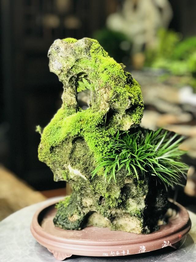 禅意浓浓的菖蒲盆景,最有禅意小绿植是菖蒲