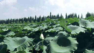 风中飘起歌词,风中飘起简谱