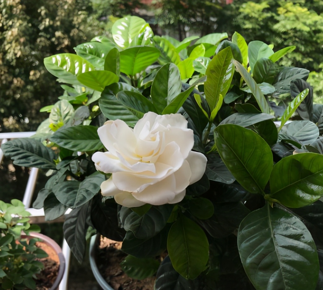 栀子花怎样养护才能养得好,栀子花养殖和护理方法