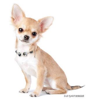 吉娃娃变胖之后有多可爱,吉娃娃十斤胖不胖