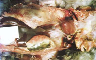 禽霉菌病,危害养禽业的细菌病