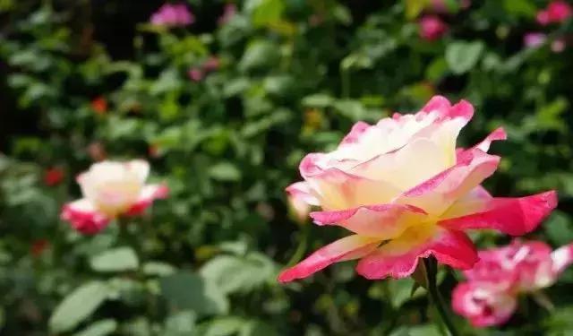 4000种不一样的玫瑰品种大全,100种玫瑰品种图鉴大全