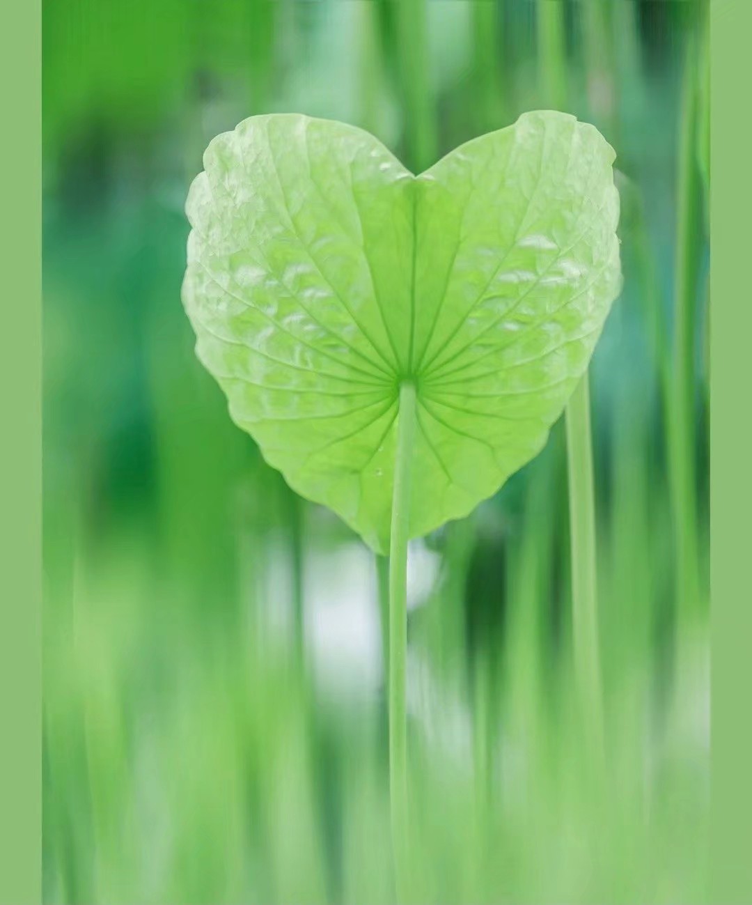 看取莲花净应知不染心,看取莲花净的意思