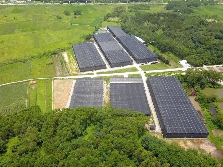 博罗蝴蝶兰种植基地,农业科技生态园蝴蝶兰种植基地