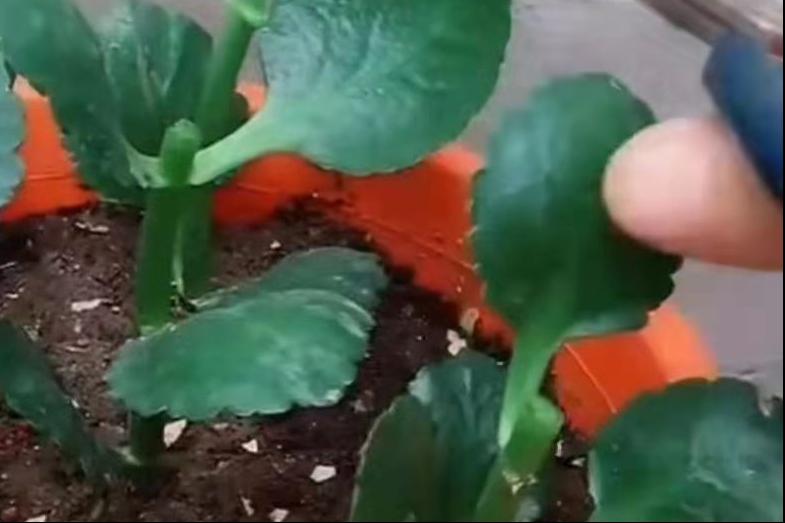 长寿花长高了怎么修剪,长寿花花苞如何长高