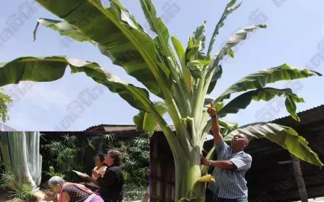 泰国彩票怎么兑奖,泰国彩票开奖方式