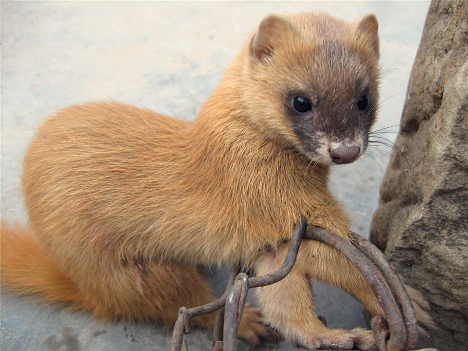 为什么长辈说黄鼠狼不能杀,黄鼠狼为什么不能杀科学依据
