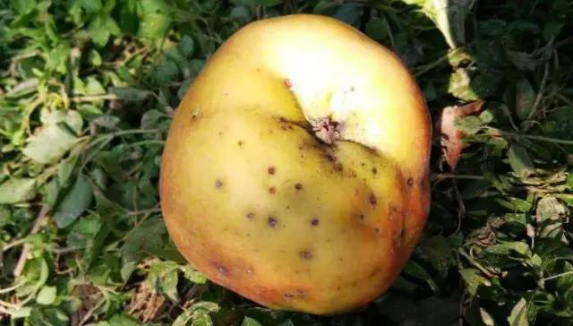 苹果的主要病虫害及如何防治,防治苹果病害的方法