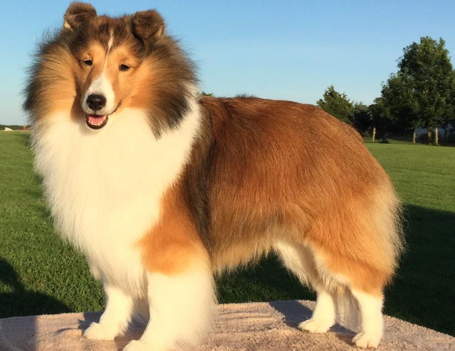 喜乐蒂牧羊犬和陨石色边牧啥区别,喜乐蒂牧羊犬与边境牧羊犬区别