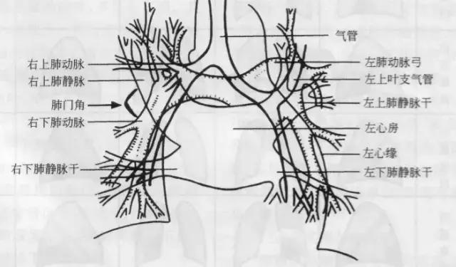 x线胸部解剖,胸部x线解读视频