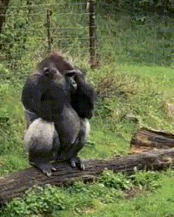 搞笑gif趣图我终于自由了,搞笑gif趣图一步做错步步皆错