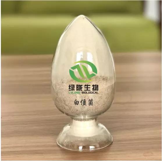 白僵菌怎么治地下害虫,白僵菌治韭蛆使用方法