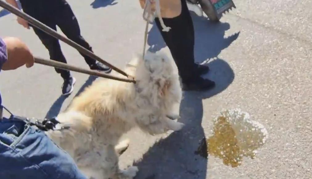 松狮被卖到狗肉馆,松狮被卖到狗肉车