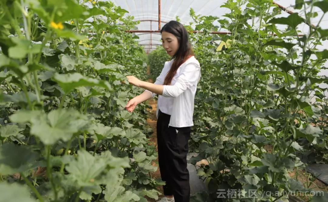 报告!这群阿里工程师在偷偷养猪