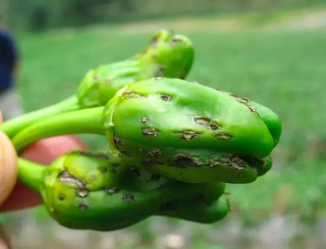 辣椒炭疽病最佳治疗方法,辣椒炭疽病的症状和治疗方法