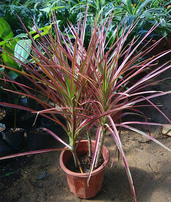 常见的五种最丑的花,最好养的丑花排名