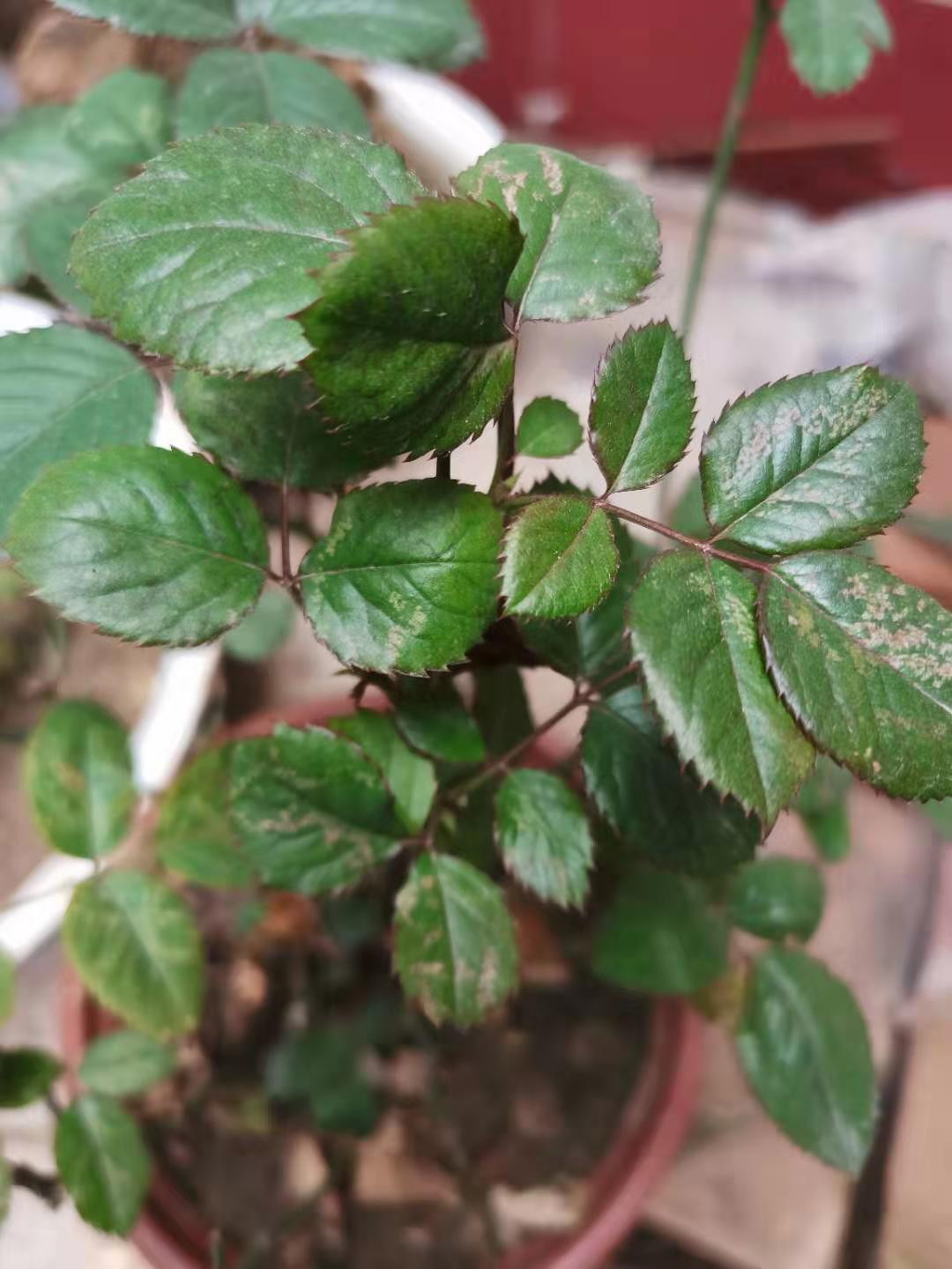 家牛的宠物龟、草金鱼、仙人球日志第238日