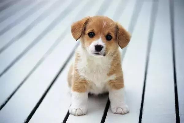 狗狗带出门就乱跑,带狗狗出门老是乱跑怎么办