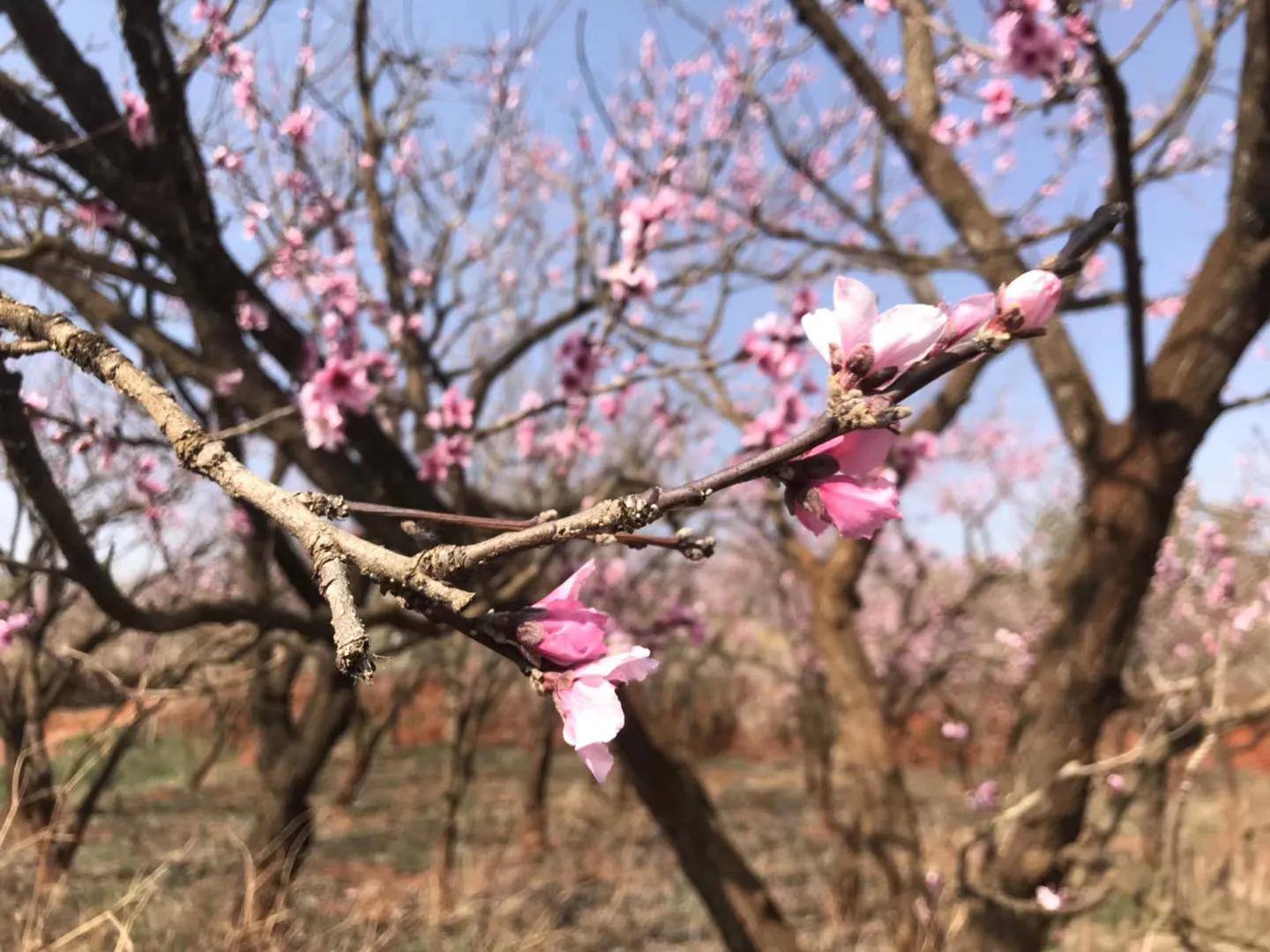云南万溪冲景点,云南真实的桃花源村