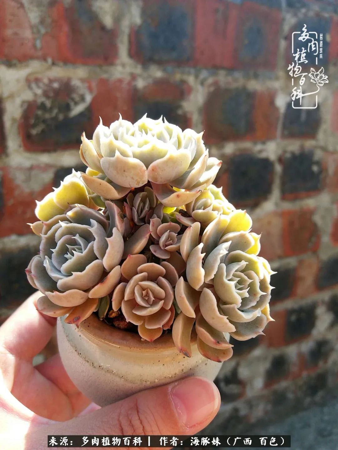 七月的雨,八月的风,多肉植物,我还是喜欢你