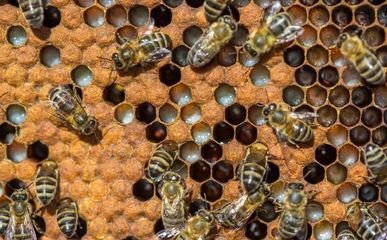 蜂群繁殖过程,蜜蜂交尾后雄蜂怎么处理