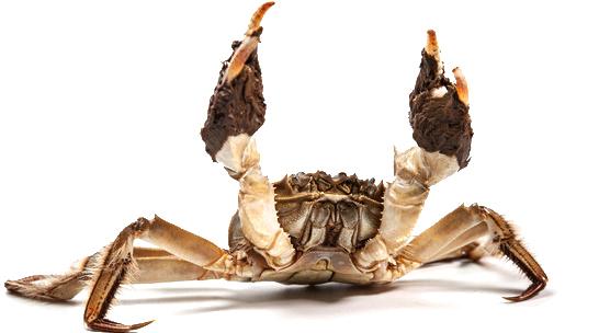 关于螃蟹的科普知识点,螃蟹的种类知识