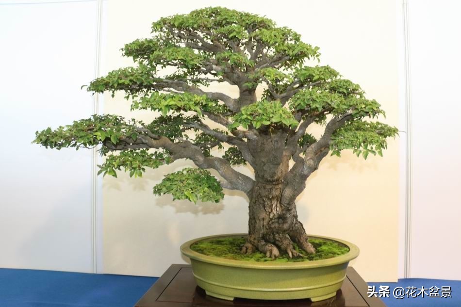 茶桌上养什么盆景植物,最好养的盆景植物推荐