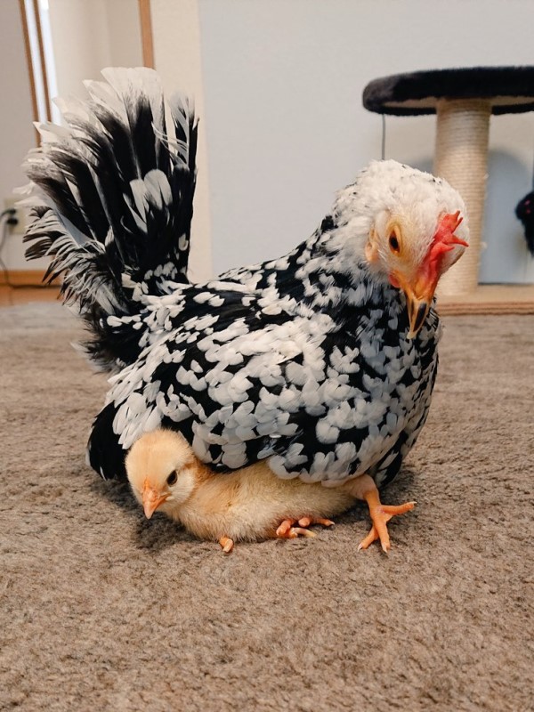 可怜的小鸡总是被狗欺负,小狗欺负小鸡被母鸡教训