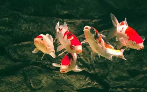 锦鲤饲养水体需要哪些药物,锦鲤鱼饲养方法锦鲤的专用饲料